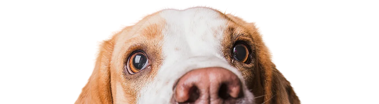 Seguro para perros